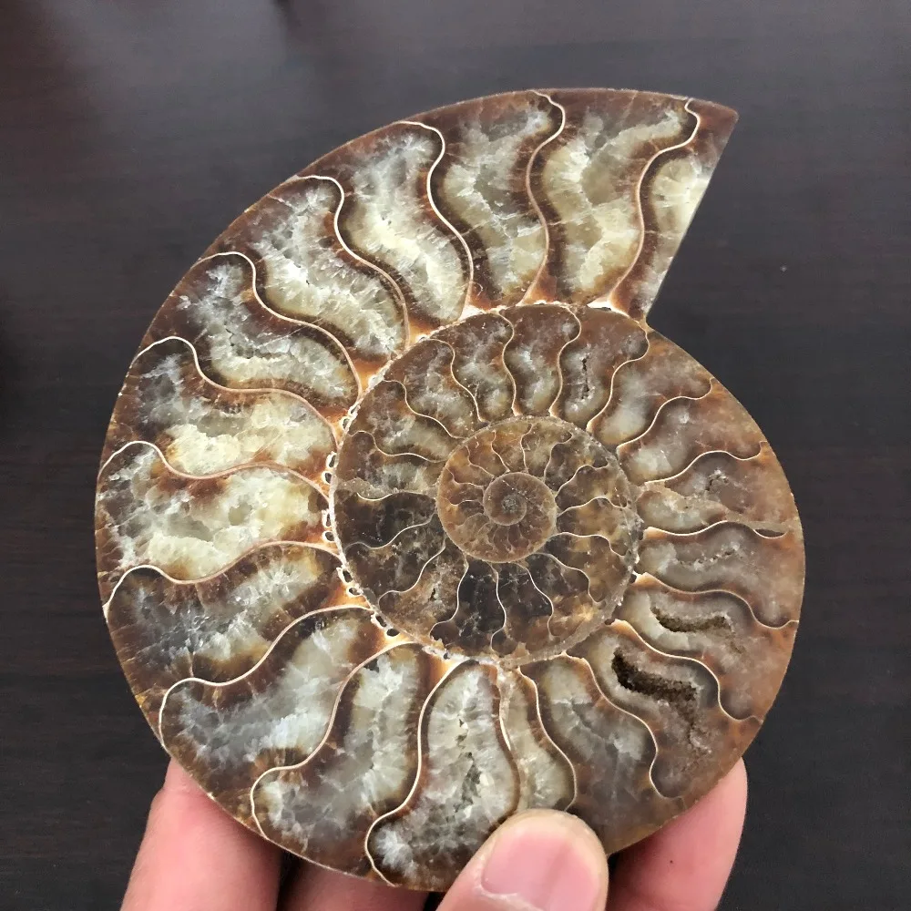 2 шт. натуральные Раковины Ископаемые аммониты украшены вертикальными