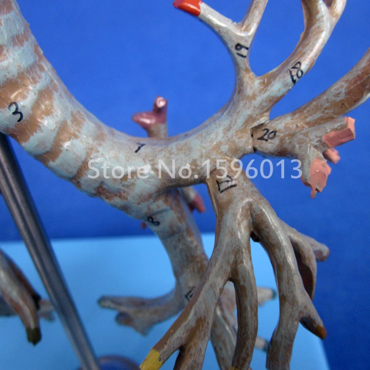 Яркая анатомическая модель бронхиального дерева человека|tree model|model scenery treestree ribbon