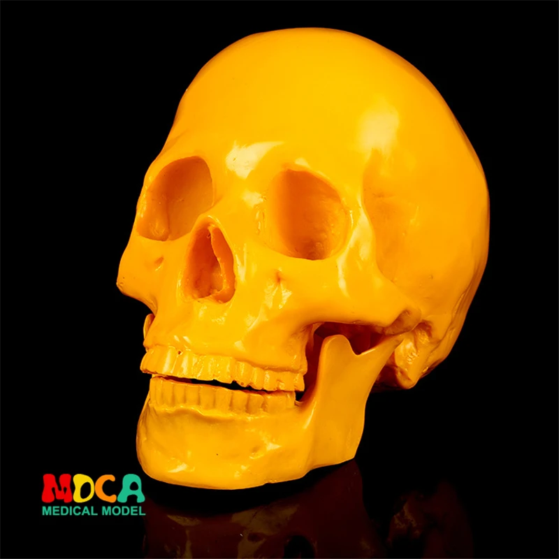 

Human.skull model medical simulation teaching equipment resin skull Ornament Gift YTTG011