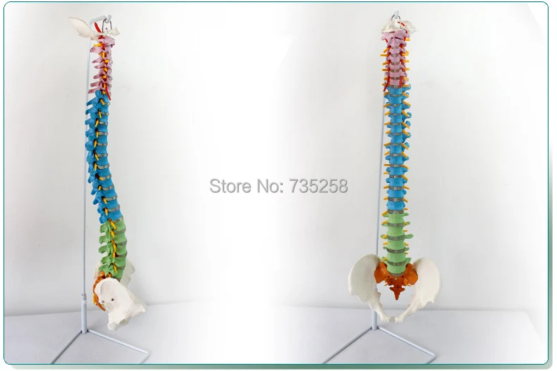 

Human Spine With Pelvic Model,Color With Pelvic Spine Model
