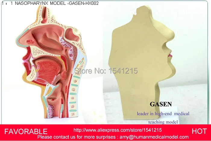 Анатомическая модель структура горла имеет увеличенную гортани хряща MODEL-GASEN-HX002