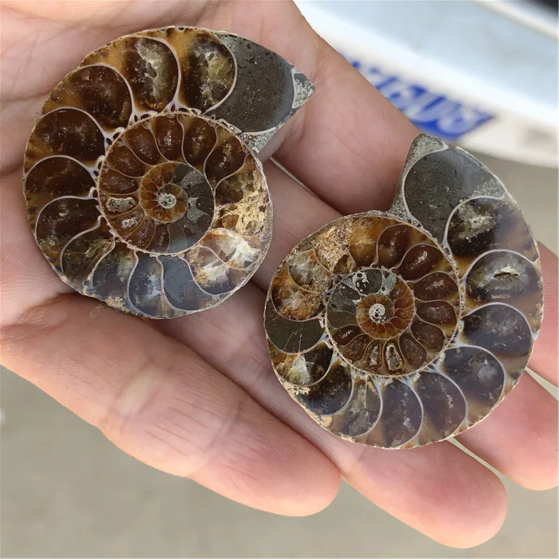 

1 pic ammonite fossil from madagascar for making jewelry wire wrap jewelry