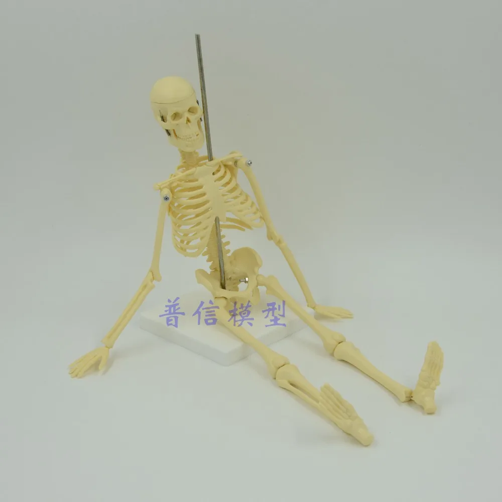 

45cm small Skeleton model human Medical Science bone model