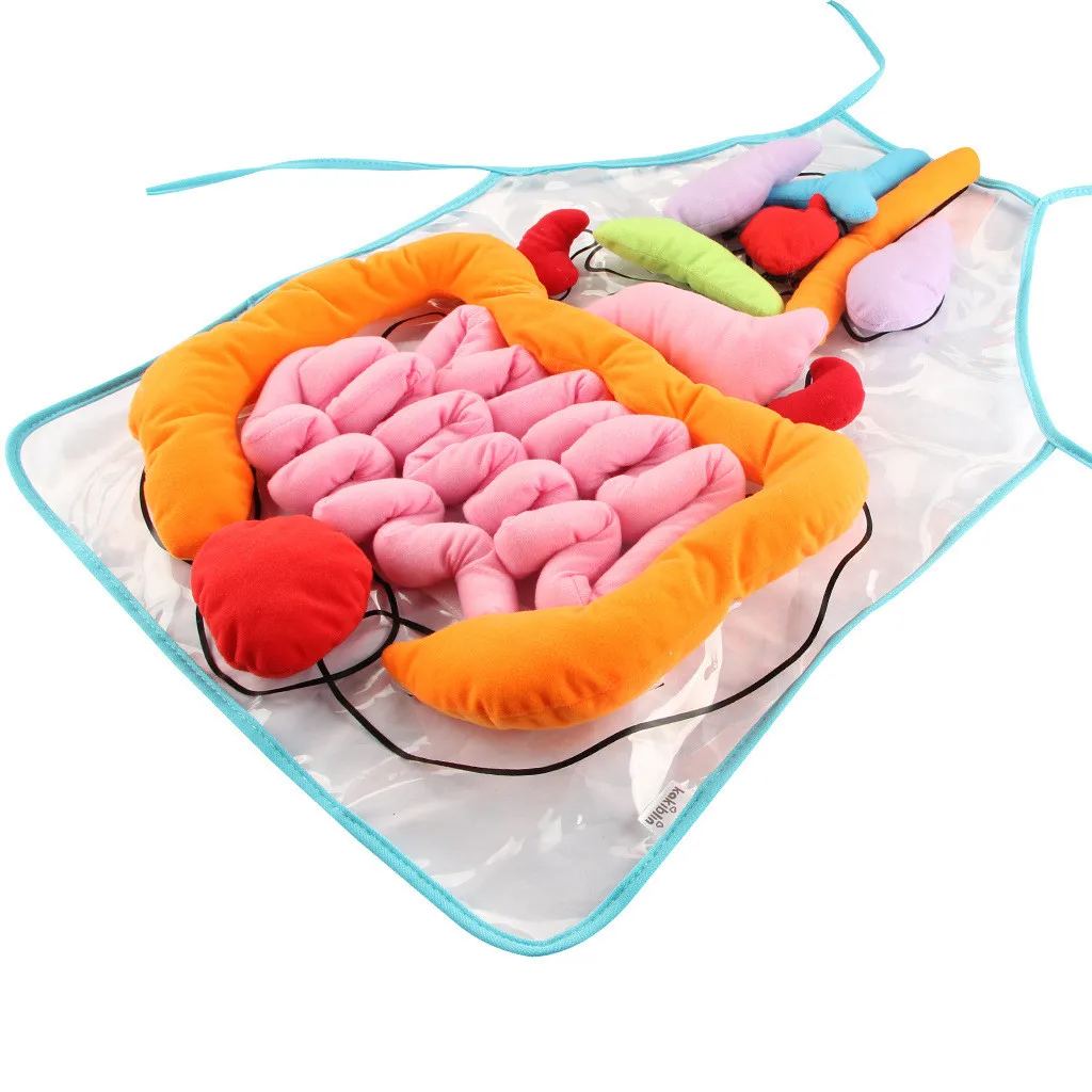 Educational Insights Toys For Children Anatomy Apron Human Body Organs Aware Kitchen Restaurant Bar Chef Cook Clean Tool HX062 | Дом и сад