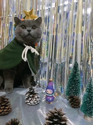 Индивидуальный плащ для кошек ручной работы камуфляжный с рождественской елкой