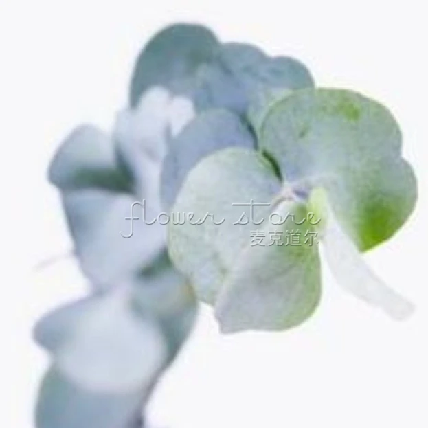 20 впечатляющие сидр десен Эвкалиптового дерева Семена Великолепная редких Цвет