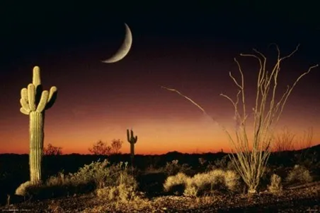 Пустынный силуэт Аризона Пейзаж Плакат декоративный DIY стены холст живопись