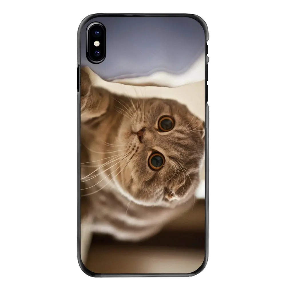 Шотландский складной Кот Felis catus Scotland для Iphone 4 4s 5 5S 5C SE 6 S 7 8 Plus X XR XS Max iPod Touch Жесткий