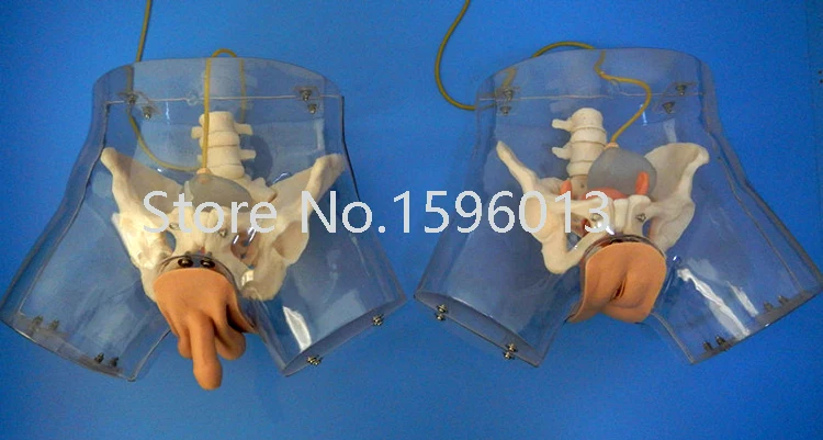 Прозрачный Женский симулятор катетеризации модель мочи | Канцтовары для офиса и