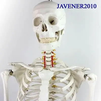 170 см Мужская анатомическая модель естественного размера с подставкой|anatomy