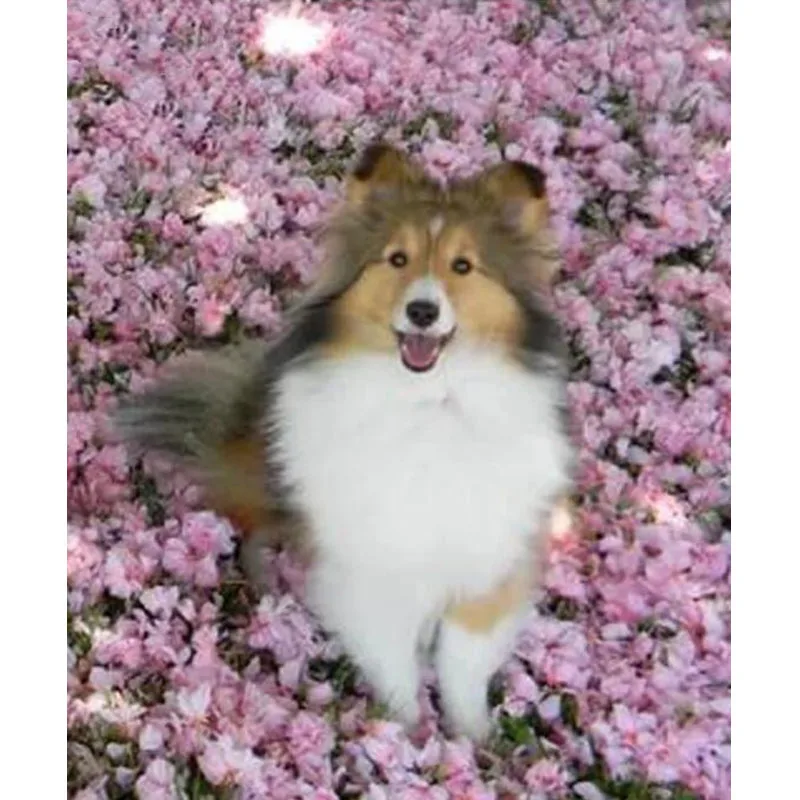 Handmade Mazayka Bead Embroidery Full Diamond Painting Sheepdog Sheltie 5D Cross Stitch Rhinestone Mosaic Image Wall Decor | Дом и сад