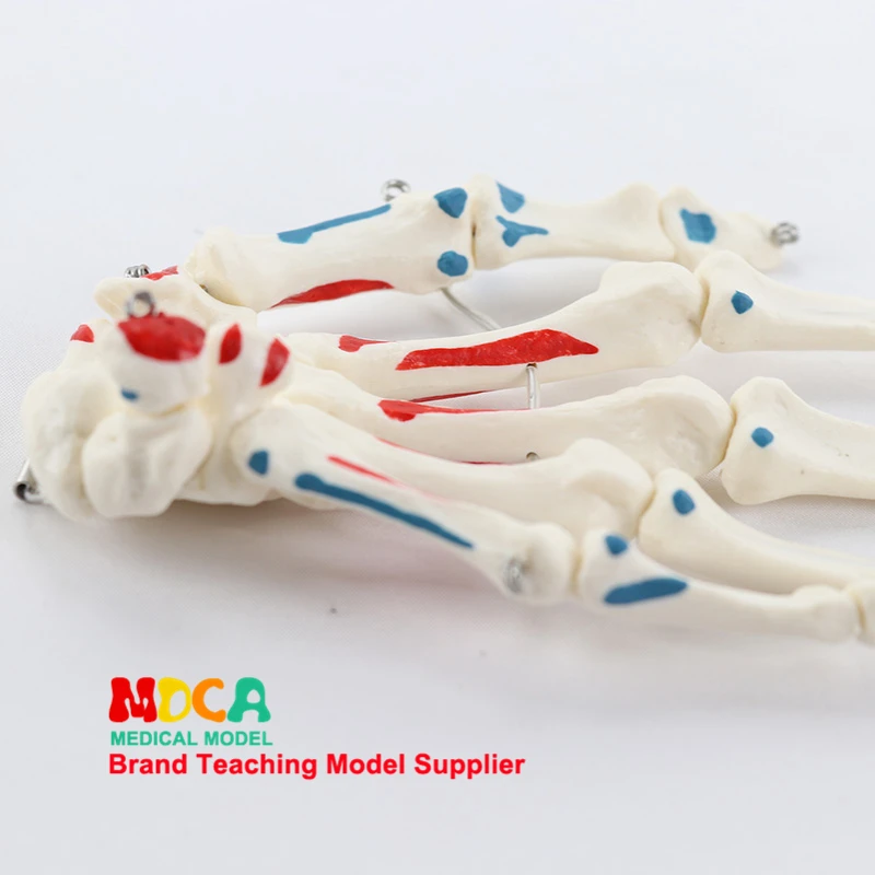 

1:1 life size hand bone and muscle start and stop point identification Department of orthopedics massage teaching medical ankl
