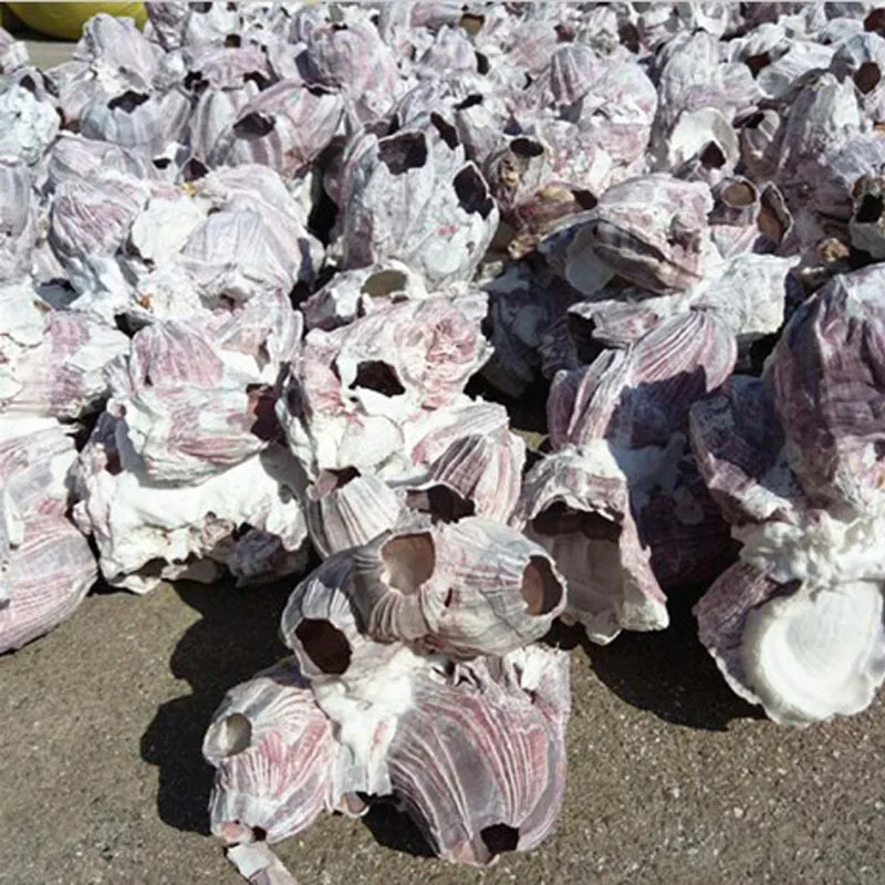 

Free Shipping(5pcs/lot)Sea Lotus Natural Shell&Conch Home Decoration Aquarium Landscaping DIY Wishing Bottle Material