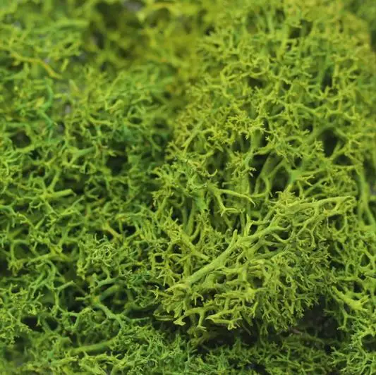 Withered green Рога вечный мох растение стены Искусственные растения газон фон Сделай Сам стены украшения дома стены Бонсай Аксессуары - Цвет: Withered green