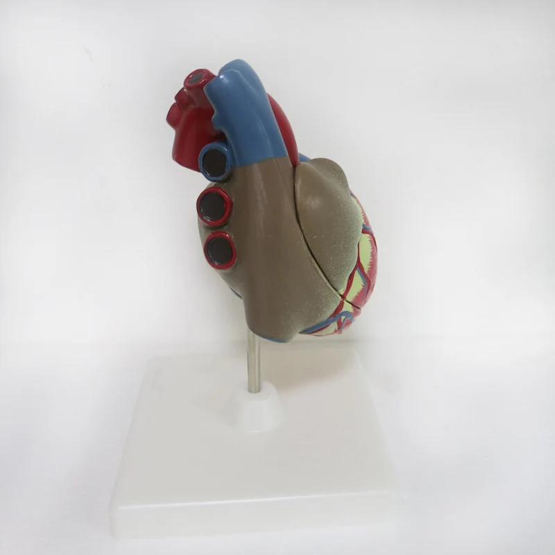 3 Раза Большие ПВХ кардиомагнитолы обучающий инструмент статуэтки анатомическая