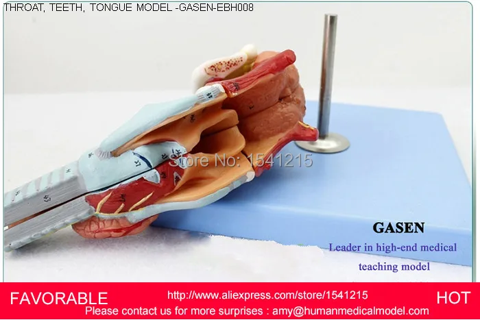 Структура горла имеет увеличенную модель гортани человеческий язык зубов