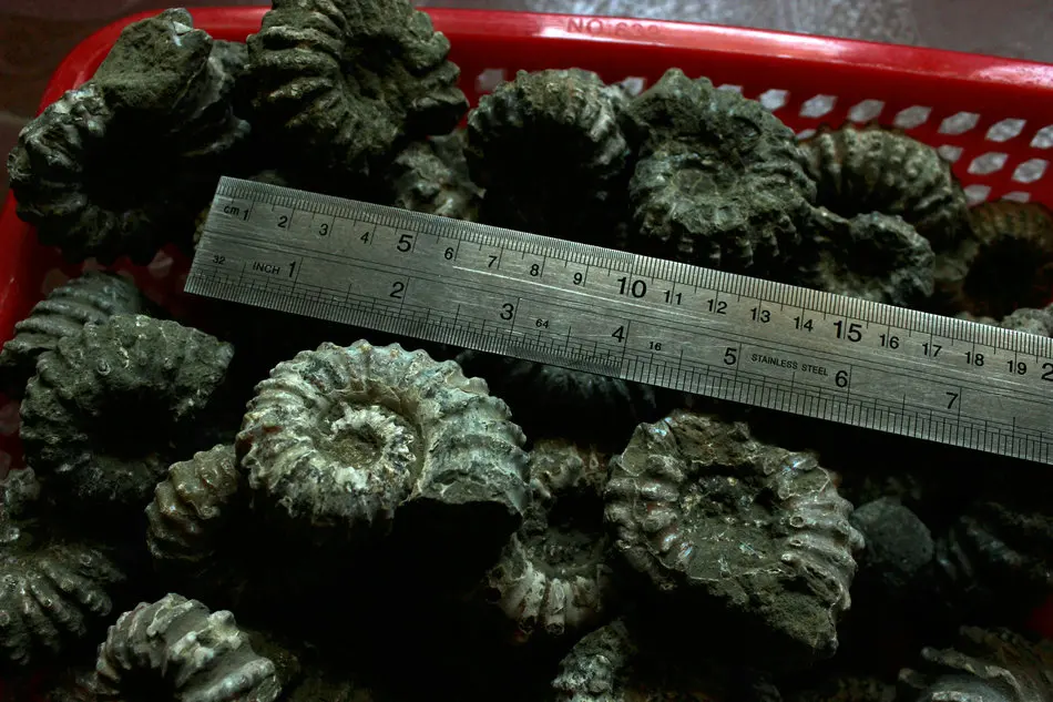 1 кг (2.2LB) 12 шт. натуральные дувиллейцеры аммонита окаменелой раковины Африки