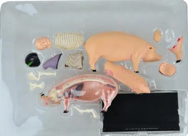4D Master pig specimen anatomy model static sow organ skeleton assembly model teaching AIDS for primary and secondary school stu