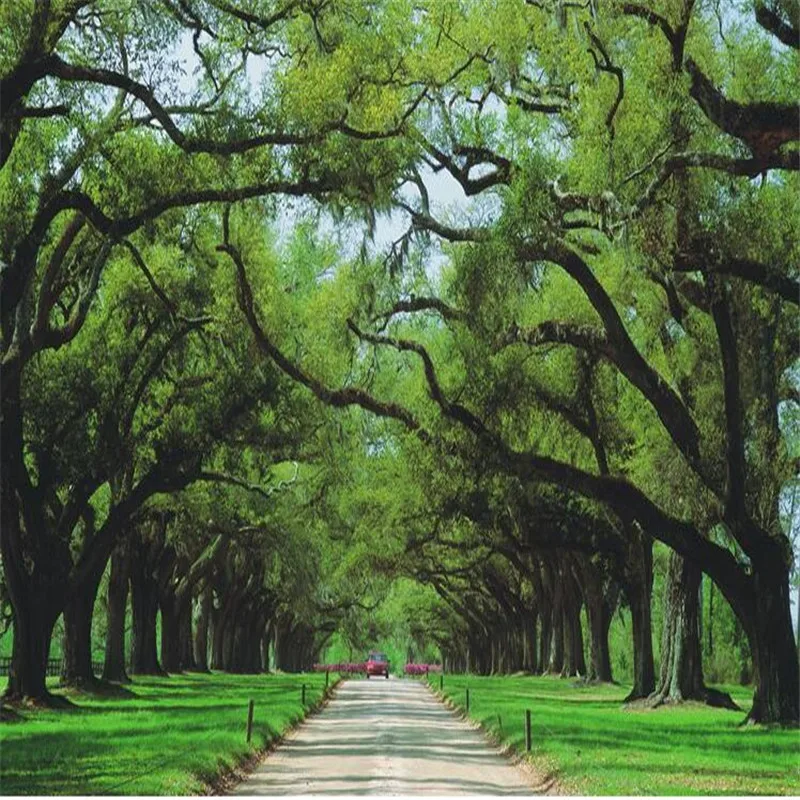 3d обои на заказ для спальни гостиной ТВ дивана фон красота трава дерево 3D