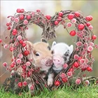 Алмазная вышивка 