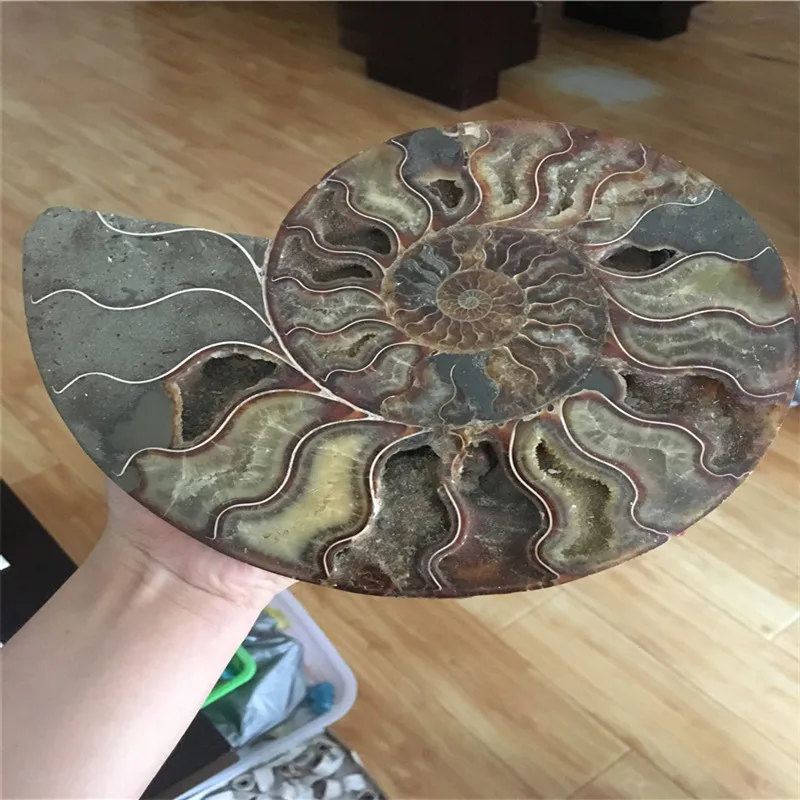 

20cmNatural and beautiful quartz conch flakes