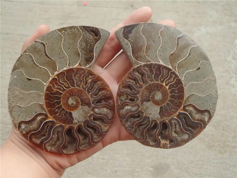 

1 pairs of Split Ammonite Fossil Specimen Shell Healing Madagascar