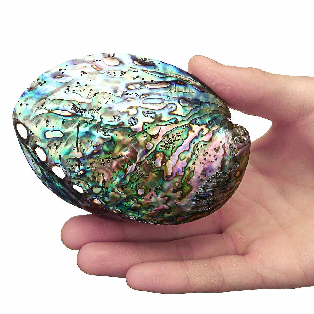 10-12 см Натуральная устричная раковина pauna Abalone цветная жемчужная оболочка DIY Ручная работа витая Морская ракушка украшение дома Новинка