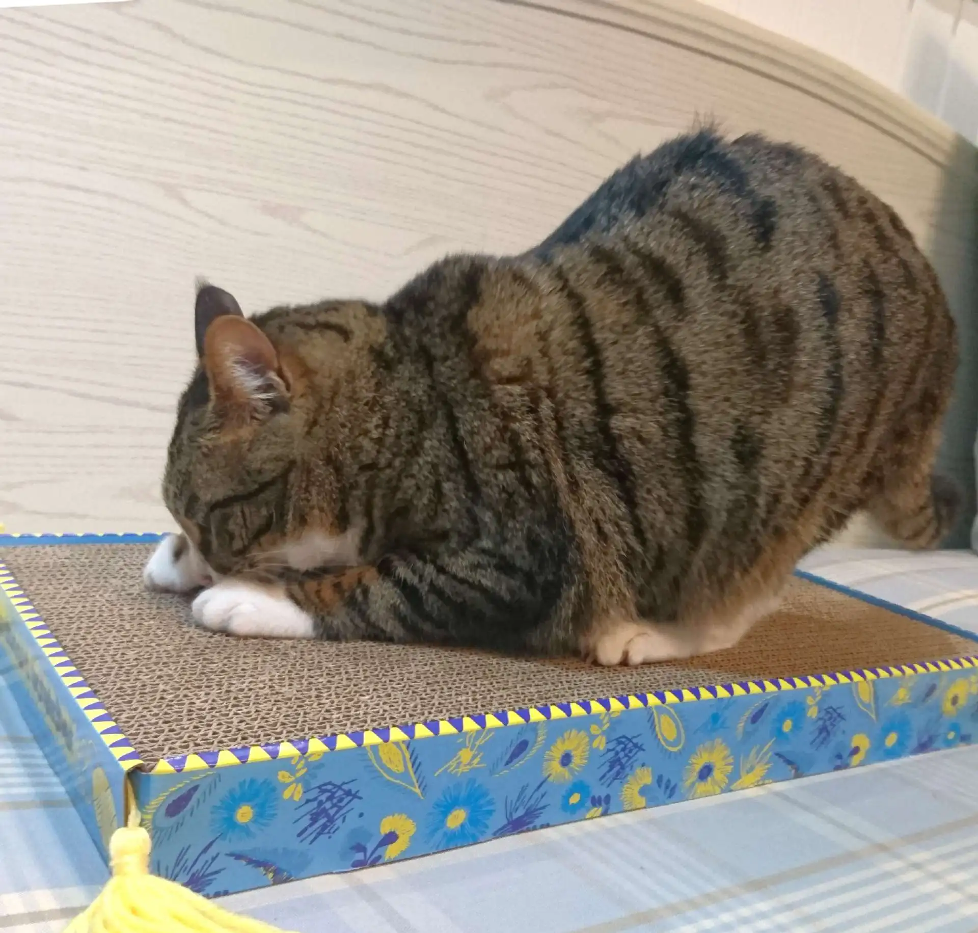 Большая Расширенная шерсть кошка коготь царапина доска гофрированная бумага