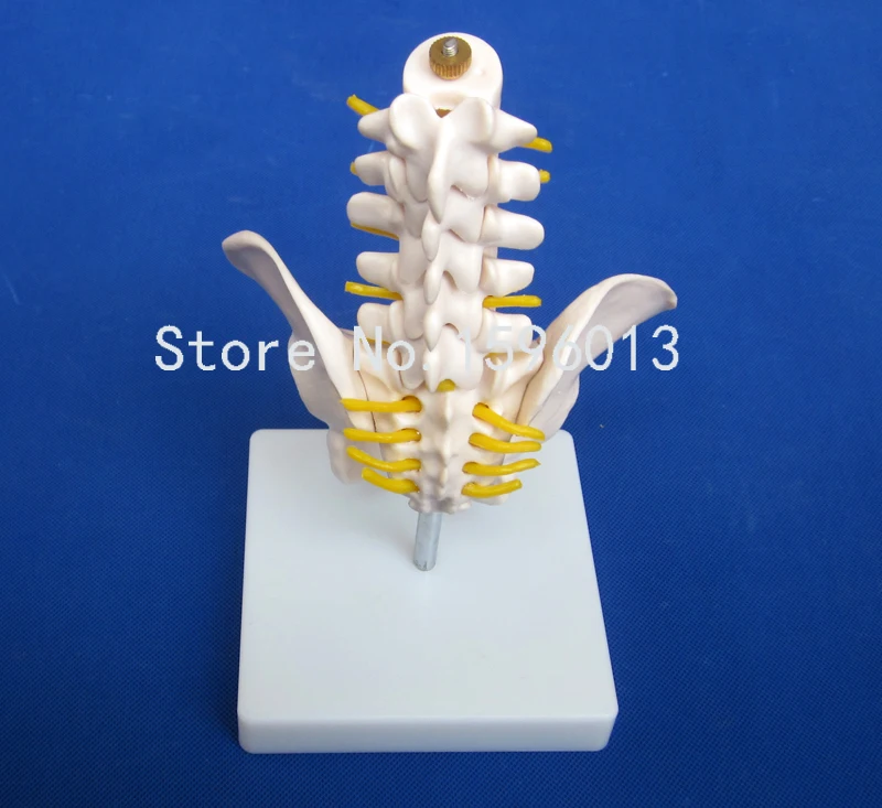 Таз среднего размера с 5 поясничными звеньями таз поясничным позвоночником
