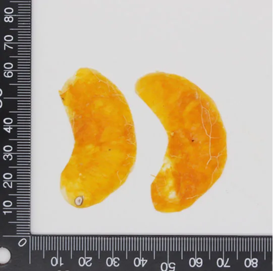 Kumquat Meat 10 шт прессованный высушенный фруктовый ломтик гербарий из растений для ювелирных изделий открытка с пригласительным билетом чехол для телефона Закладка рукоделие Изготовление DIY - Цвет: Kumquat Meat
