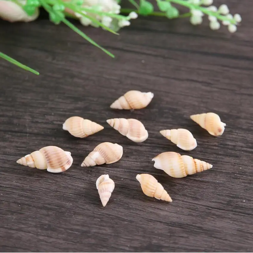 Набор Ассорти оболочки раковины морской океан Стиль для фотографии дома