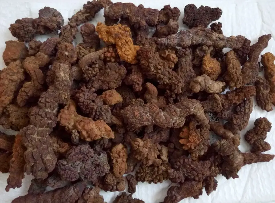 Оптовая цена! 2 2lb большой COPROLITE fossized динозавр Poop образец Fossi|fossi| |