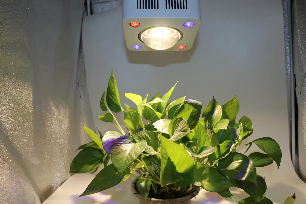 CREE CXB3590 300 Вт COB светодиодный светильник для выращивания полный спектр 12000LM 3500K замена HPS 500 Вт лампа для выращивания комнатный светодиодный светильник для роста растений ing