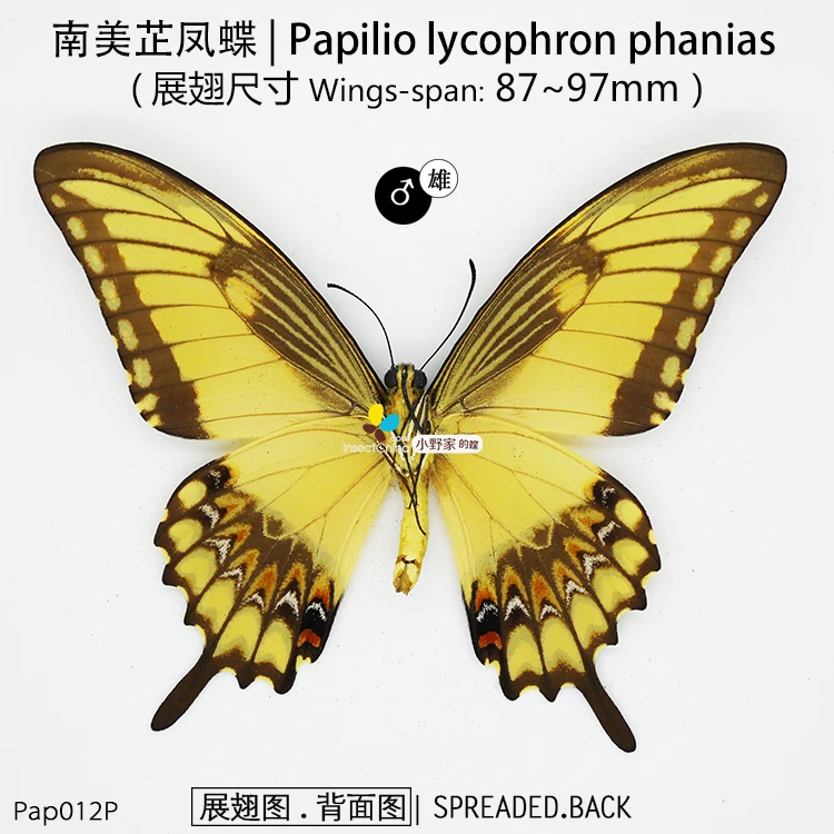 Papilio lycophron phanias | Дом и сад