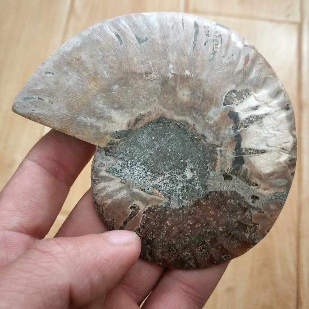 100-110 г чистый аммонит PRETTY NAUTILUS мадагаскарская ископаемая руда камень