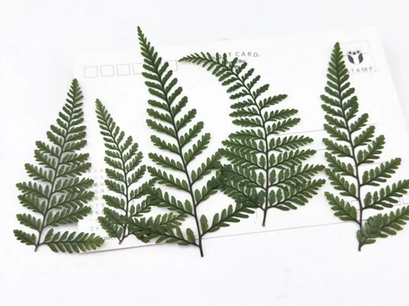 

100pcs Pressed Dried Dauallia Bullata Fern Leaf Plant Herbarium For Jewelry Phone Case Bookmark Scrapbook Invitation Card Making