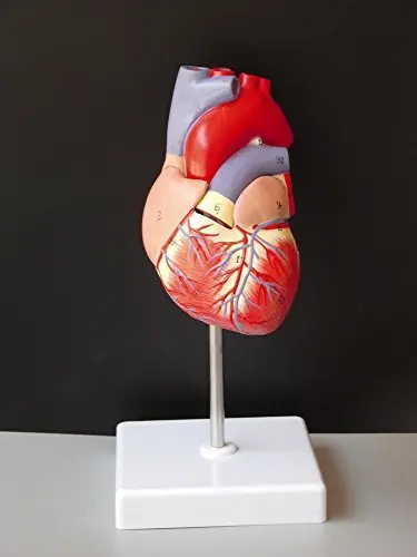 Медицинский человеческий череп Φ Роскошная Анатомия сердца модель зубов с