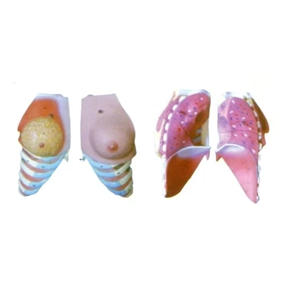 

Female breast anatomical model Gynecology teaching demonstration guidance simulation model natural size 2parts