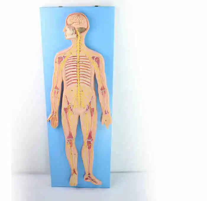 

Anatomy of human nervous system Anatomy of the central nervous system