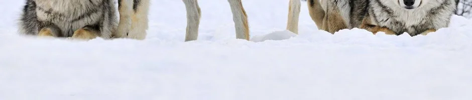 Волчья шуба мужская зимняя теплая шуба с капюшоном Длинная стильная куртка Толстая настоящая шуба натуральный мех Мужская зимняя теплая верхняя одежда