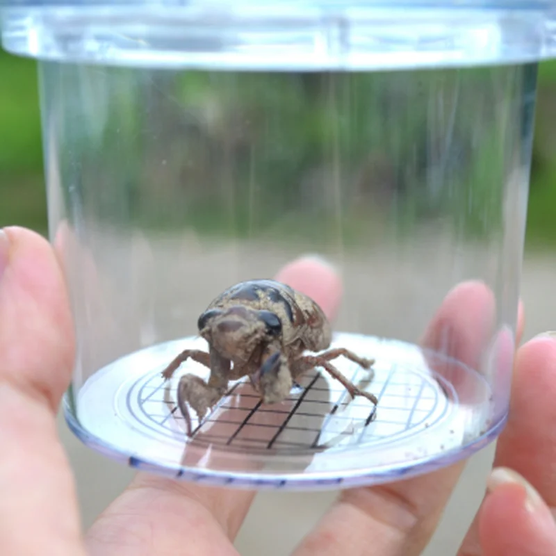 Коробка для наблюдения за насекомыми увеличение чашка насекомых игрушки