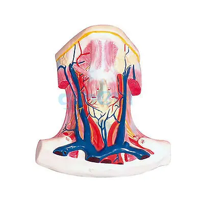 Human Anterior Neck Superficial Muscle Blood Vessel Nerve Model Anatomy | Канцтовары для офиса и дома