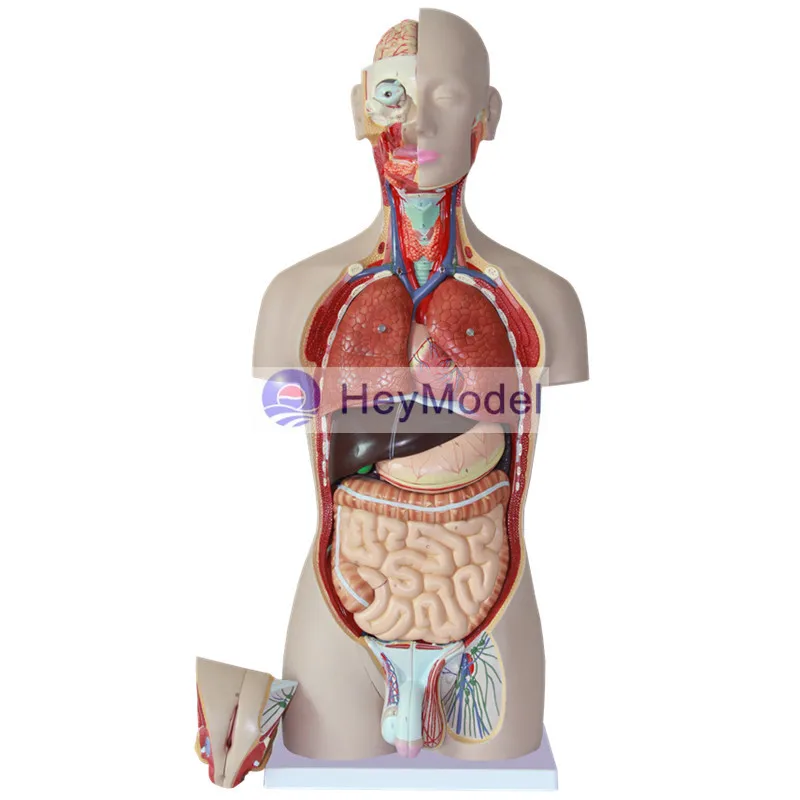 

HeyModel 85cm human body torso model with 27 parts Display