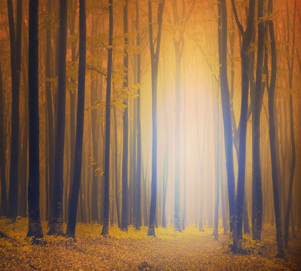 Бесплатная доставка Пользовательские 3D обои чудесный лес ТВ Фон Стена осень