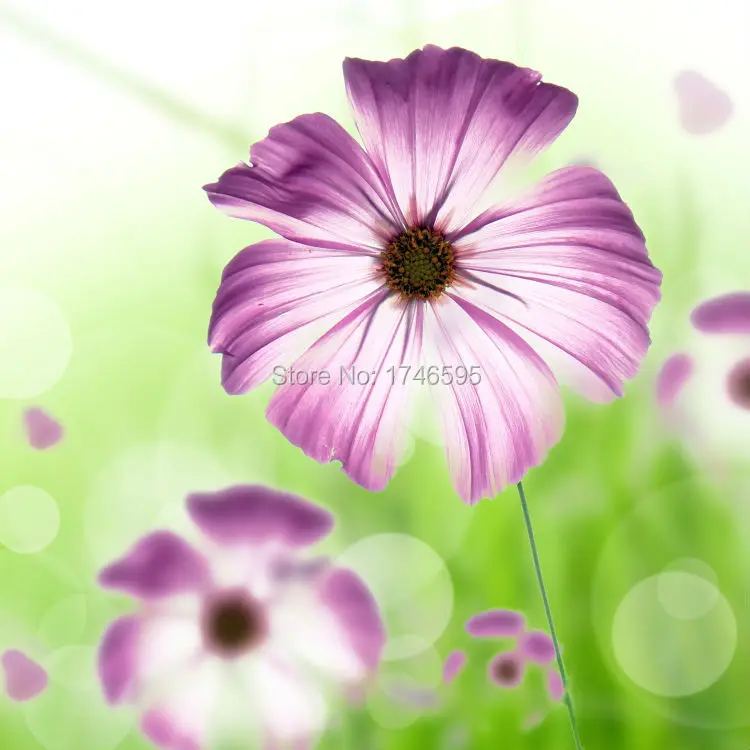 

Big 3pcs home wall art decor canvas Wall Art picture for living room bedroom wall decor colorful chrysanthemum print Painting