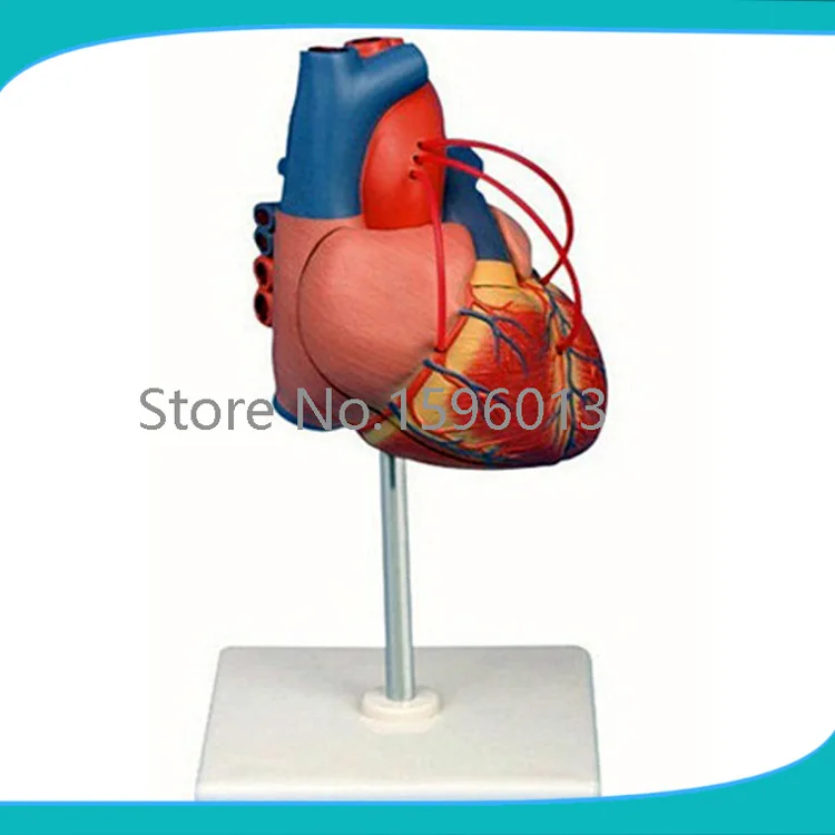 Модель обхода сердца человека модель сердца|modelling modeling|surgery picturessurgery scrubs |