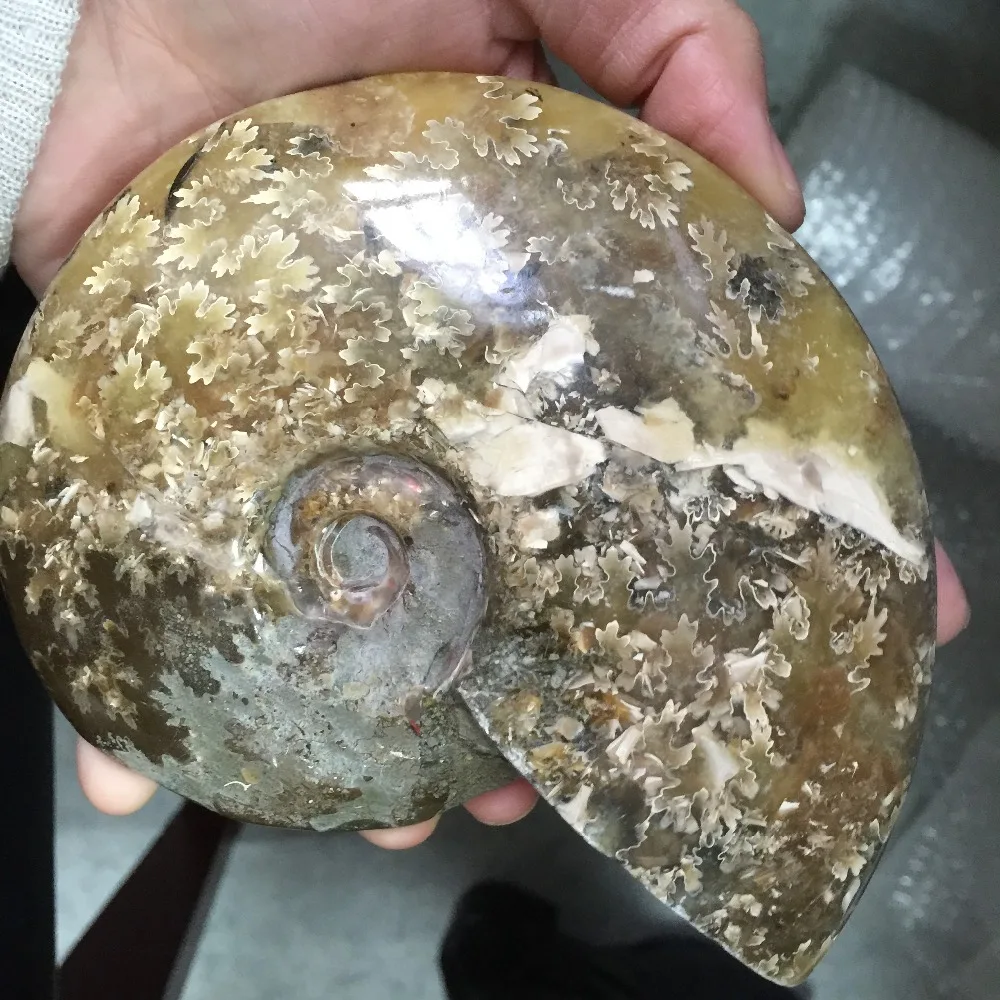 2019 горячая распродажа высокое качество натуральные необработанные окаменелости