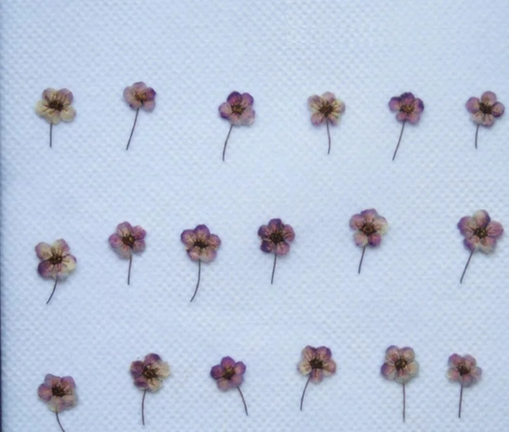 

250pcs Pressed Dried Narcissus Daffadilly Flower For Epoxy Resin Pendant Necklace Jewelry Making Craft DIY Accessories