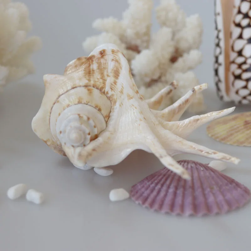 

Free Shipping(1pcs/lot)Common Spider Conch Natural Shell & Conch Home Decoration Aquarium Landscaping Shell Ornaments