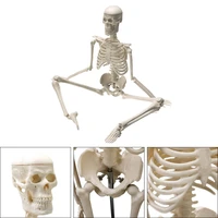 high quality 45cm human anatomical anatomy skeleton model medical learn aid anatomy human skeletal model wholesale retail